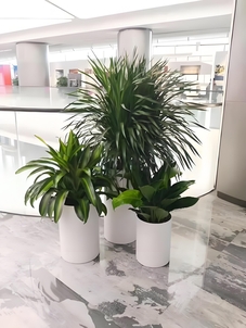 想了解宁波绿化修剪价格？这些信息别错过！